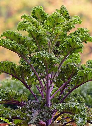 XOLDA Kale Green Seed