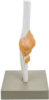BEXCO Human Elbow Joint Model with Flexible Ligaments, Anatomically Accurate, Orthopaedic Model Anatomical Body Model
