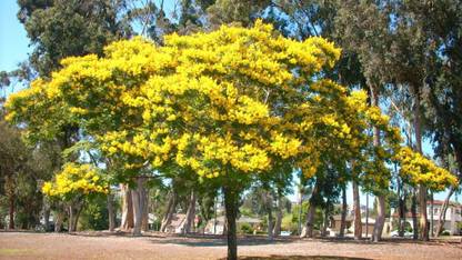 Green World Peltophorum pterocarpum seeds / Yellow flame tree seeds 50 seeds Seed