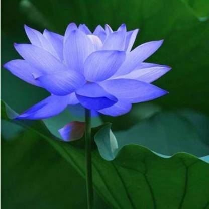 Aywal Rainbow Lotus Flower Seed