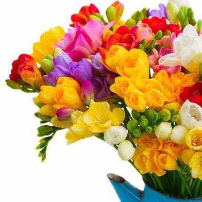 Audbhidhi Freesia (Mix) Flower Bulbs Plant Seeds for All Season Gardening Planting Seed