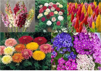 PMB Antirrinum,carnation,celosia,chrysanthemum,cinerari Seed