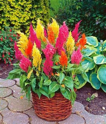 ZIXA COLORFUL Mixed CELOSIA Flower Seed