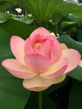 Paudha Lotus (Kamal) Flower Seed