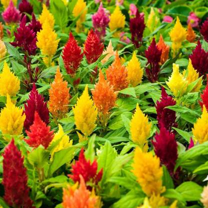 XOLDA Celosia Flower Seed