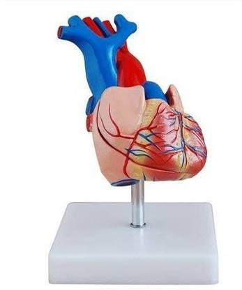 B NR EXPORTS Human Heart Multi Colour Anatomical Body Model