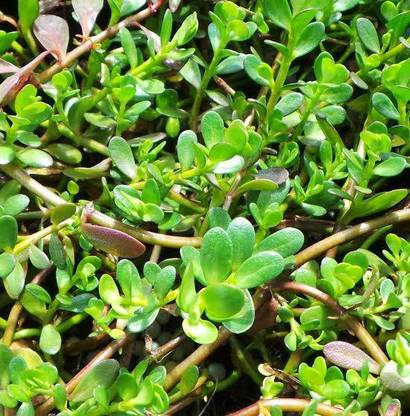 Click to buy Bacopa Monnieri