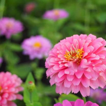 CYBEXIS NBIR-25 - Zinnia Flower Desi Summer Variety Special - (30 Seeds) Seed