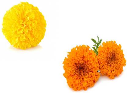 Sjeme Yellow & Orange Marigold Seed Combo Seed