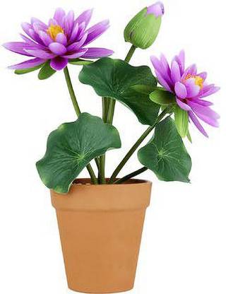 STAMEN Lily Plant
