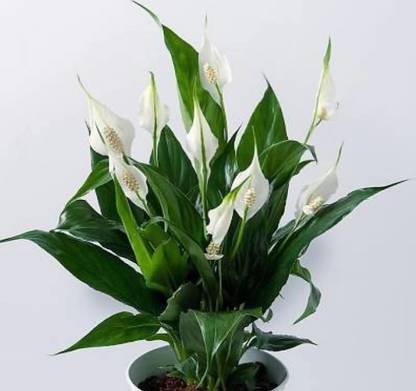 Click to buy Peace Lily Plant