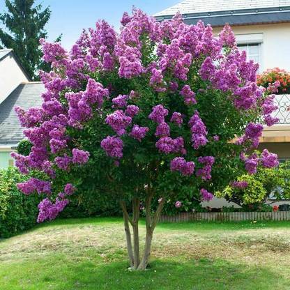 Greenwill Lagerstroemia speciosa Queens Crape Myrtle Plant Seed