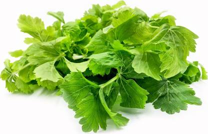 XOLDA Celery Seed