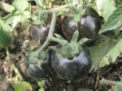 FRESH SEEDS Peaku Seeds black Tomato Seed