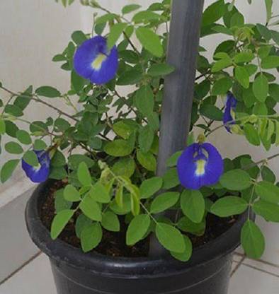 Click to purchase Aparajita/ Butterfly Pea Plant