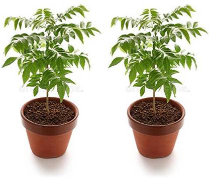 Greenery Nursery Curry Leaf Plant