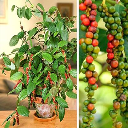 UGALOO black pepper Seed