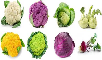 Sjeme Cauliflower, Cabbage & Ganth Gobi Seed Combo of 8 Seed