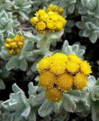 Hariyali Seeds Helichrysum Flower Seeds Seed