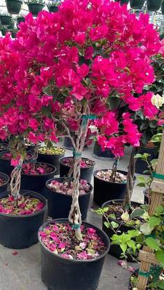 Click to purchase Bougainvillea Plant