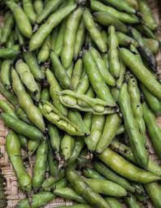 Sjeme Organic Broadbean Seed Seed