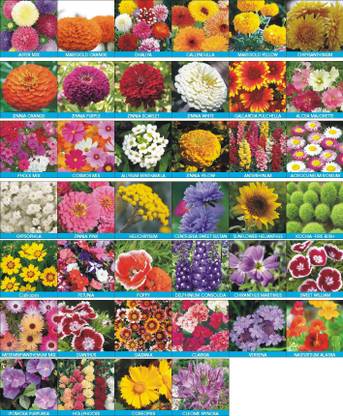 FOLLETO SEEDS 40 VARIETY FLOWER SEEDS Seed
