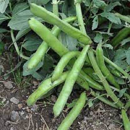 Sjeme Favabean Broadbean Bakla Seed Seed