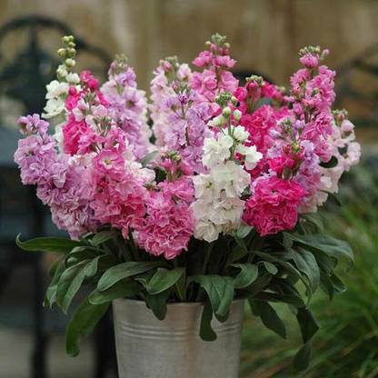 Audbhidhi Stock Hybrid Flower Seeds for Winter Season Seed
