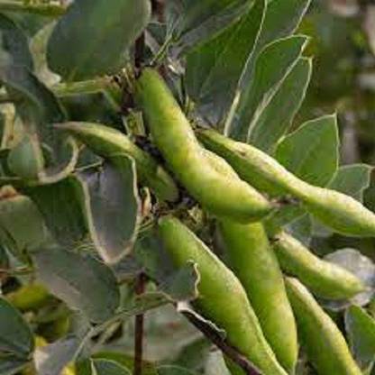 Sjeme Broadbean (Bakla) Seed Seed