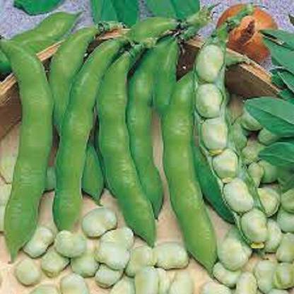 Sjeme Broadbean (Bakla) F1 Hybrid Seed Seed