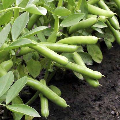 Sjeme Fababean Broadbean Bakla Seed Seed