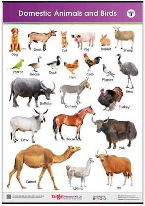 Domestic Animals & Birds Chart for Kids |Early Learning Poster for Homeschooling & Nursery Children Paper Print