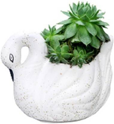 Onlinch Handcrafted Ceramic Swarn Planter Pot Ceramic Vase Ceramic Vase