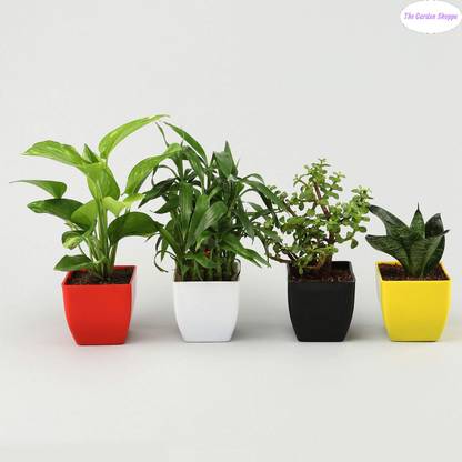 The Garden Shopee Snake Plant