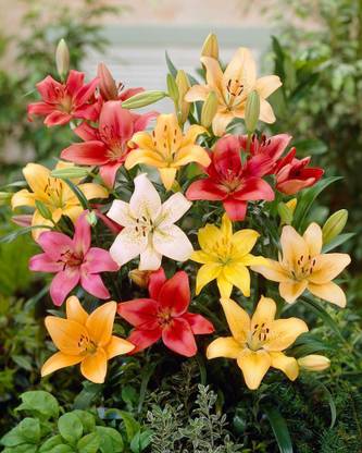 Audbhidhi Asiatic Lily/Llilium Flower Bulb for Winter Season Seed