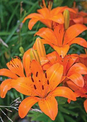 Audbhidhi Audbhidhi Flower Seeds |Asiatic Lily Bulbs Imported Flower Bulbs For Winter Season (Pack Of 10 Bulbs) ORANGE COLOR Seed