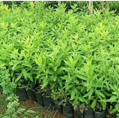 plantsworld Sandal Wood, Indian Sandalwood, Safed Chandan, Chandanam Seed