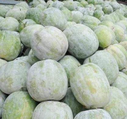 PLANTZON AshGourd/Peta Seed