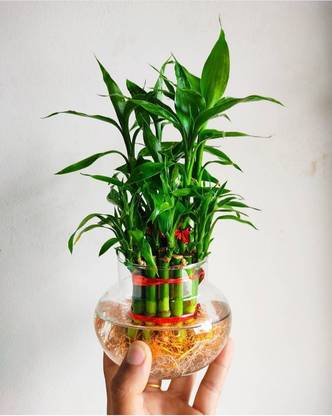 Click to purchase Three Layer Bamboo Plant
