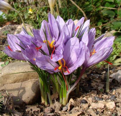 FERNSFLY® FERNSFLY® Winter Bulbs IMP. Crocus | Saffron a Grade Hybrid Quality Pot & Land Growing Bulbs (Pack of 16 Sativus Saffron Crocus) Seed