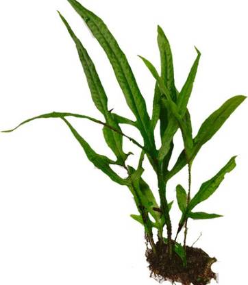 Nazistore Java fern Seed