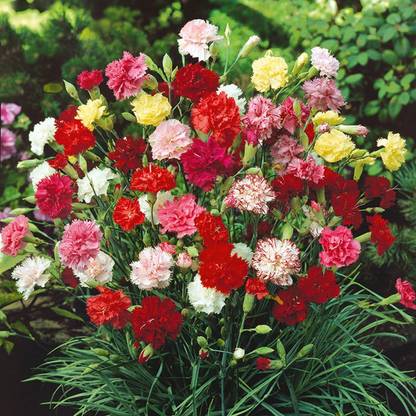 XOLDA Carnation Mix Flower Seed