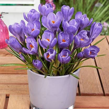FERNSFLY® Grand Maitre Crocus Seed