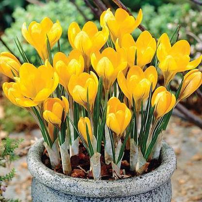 FERNSFLY Crocus saffron Seed