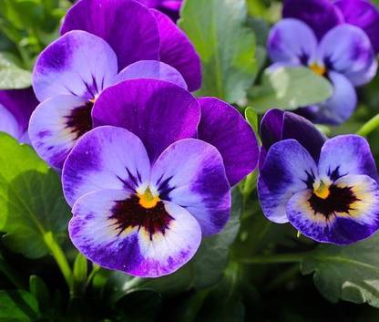 Paudha Pancy Flower Seed