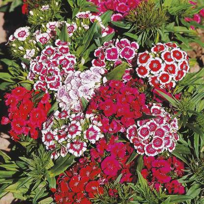 Paudha Sweet William Seed