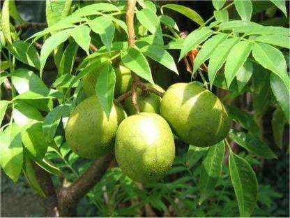 Siam Garden Amra Plant