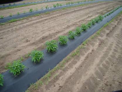 Agritec Agriculture Mulching Sheet/Paper 25 Micron/ 400 Meter Length- 4 Feet Width Garden Mulch