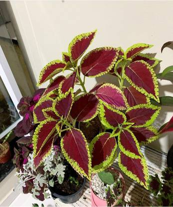Click to purchase Coleus Plant