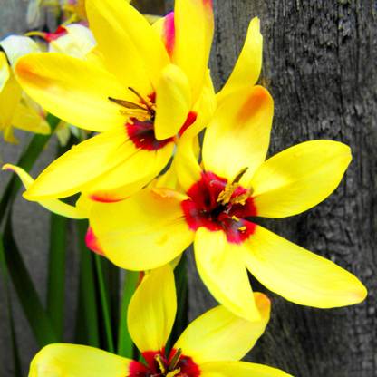 Navya germination Ixia Yellow Emperor Flower Bulbs - Pack of 10 Robust Bulbs Seed